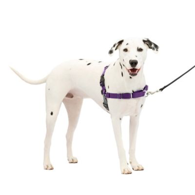 Image showing  Easy Walk No-Pull Dog Harness