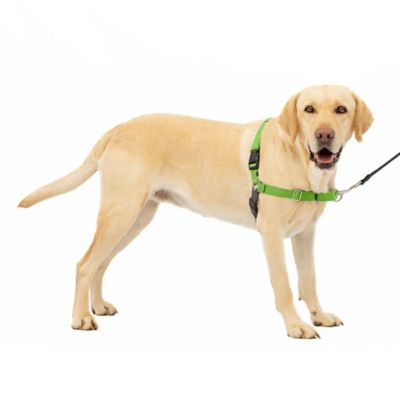 loopy dog harness