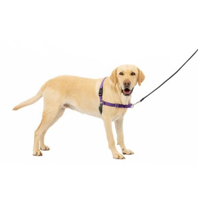 Image showing 7 th PetSafe Easy Walk No-Pull Dog Harness
