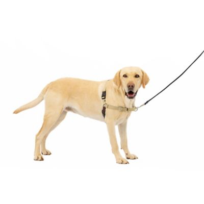 Image showing 7 th PetSafe Easy Walk No-Pull Dog Harness