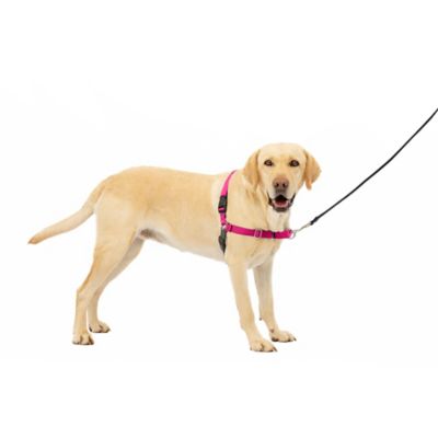 Image showing 6 th PetSafe Easy Walk No-Pull Dog Harness