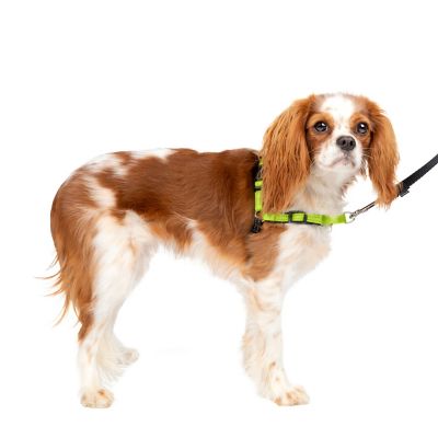 PetSafe Easy Walk Deluxe No-Pull Dog Harness