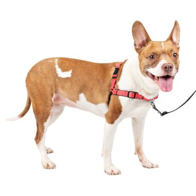 Image showing  Easy Walk Deluxe No-Pull Dog Harness