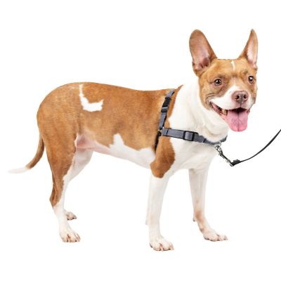 Image showing  Easy Walk Deluxe No-Pull Dog Harness