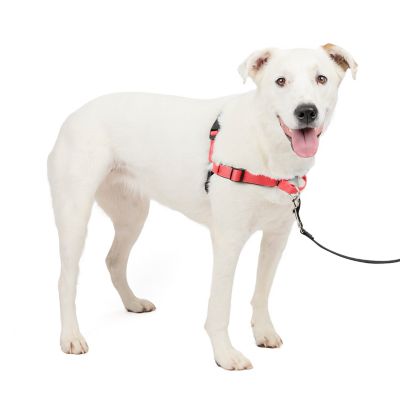 Image showing  Easy Walk Deluxe No-Pull Dog Harness