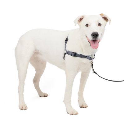 Image showing  Easy Walk Deluxe No-Pull Dog Harness