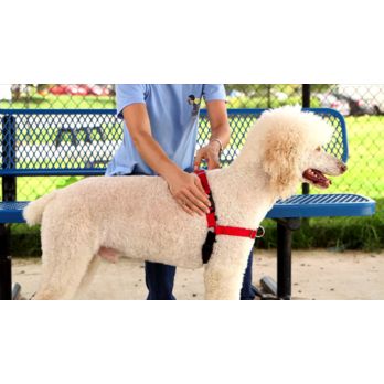 Easy walk outlet deluxe dog harness