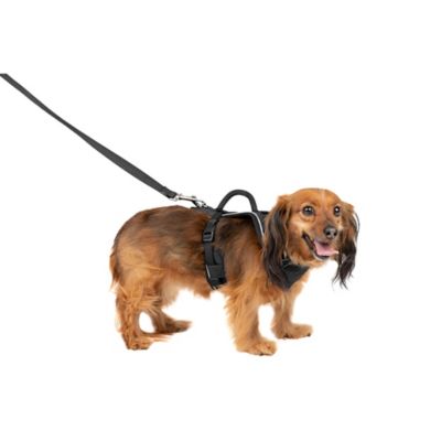 Image showing 6 th PetSafe Easysport Dog Harness