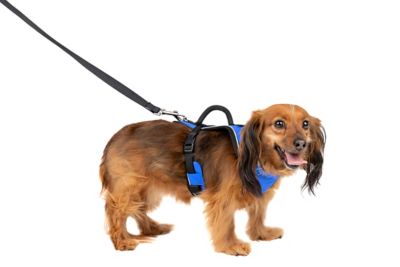 Image showing 6 th PetSafe Easysport Dog Harness