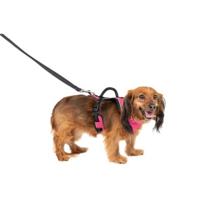 Image showing 6 th PetSafe Easysport Dog Harness
