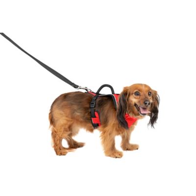 Image showing 6 th PetSafe Easysport Dog Harness
