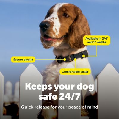 Image showing  KeepSafe Break-Away Safety Dog Collar