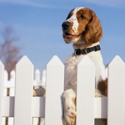 Image showing 2 th PetSafe KeepSafe Break-Away Safety Dog Collar