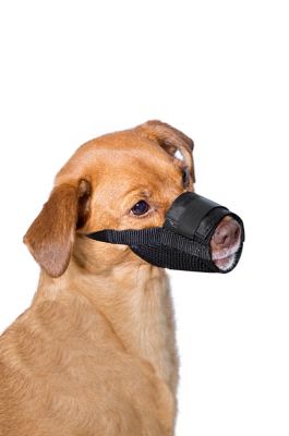 Image showing  Dog Muzzle