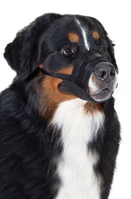 Image showing  Dog Muzzle