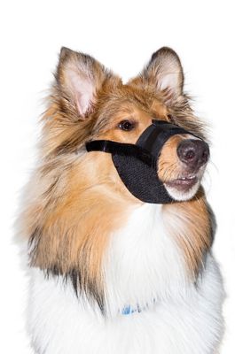 Image showing  Dog Muzzle