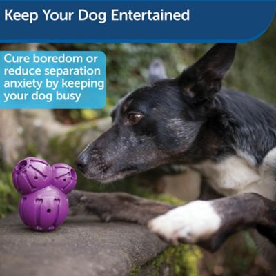 Image showing  Busy Buddy Barnacle Dog Chew Toy, Medium