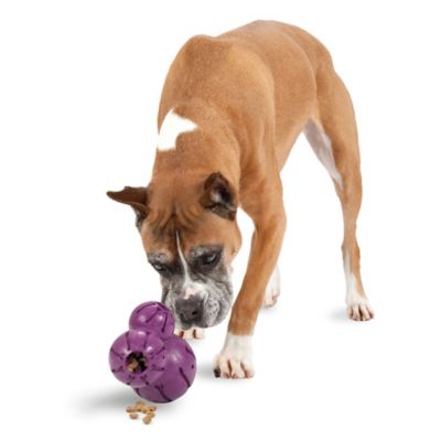 PetSafe Busy Buddy Barnacle Dog Chew Toy, Large