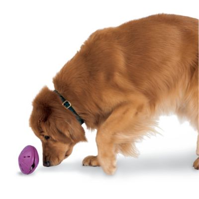 PetSafe Busy Buddy Twist 'N Treat Dog Chew Toy