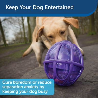 Image showing  Busy Buddy Kibble Nibble Dog Chew Toy