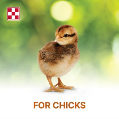 Image showing  Organic Starter-Grower Crumbles Chick Feed, 35 lb. Bag