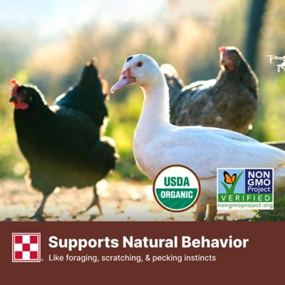 Image showing  Organic Premium Chicken Scratch Grains, 35 lb. Bag