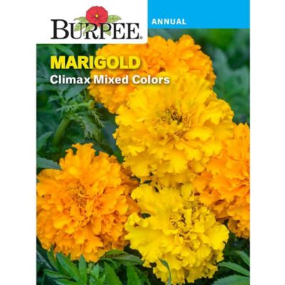 Marigold American Climax Hybrid Mix