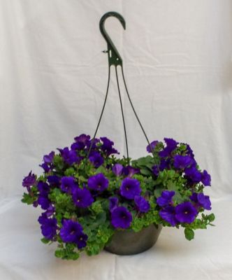 Pope's Plant Farm 10 in. Premium Annual Hanging Basket Plant