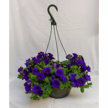 Pope's Plant Farm 10" Premium Hanging Basket Annual Plant Annuals