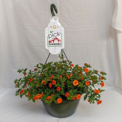 Image showing  10 in. Premium Annual Hanging Basket Plant