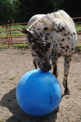 Image showing  Jolly Mega Ball Horse Toy, 30 in.