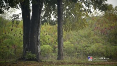 Image showing  Oak Fitness Walking Stick, Brown