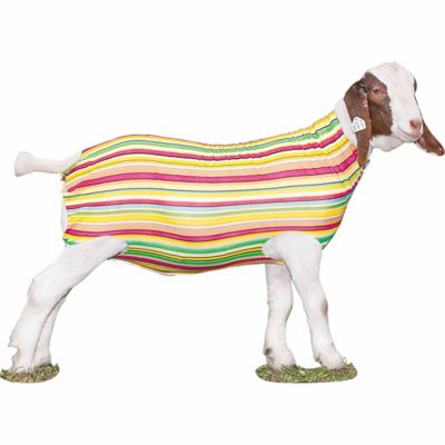 Weaver Livestock Patterned Spandex Goat Tube, Pastel Stripes