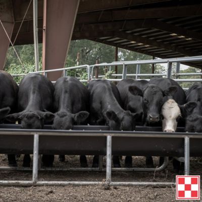 Image showing  SteakMaker 40/20 NPN Protein Cattle Supplement, 50 lb. Bag