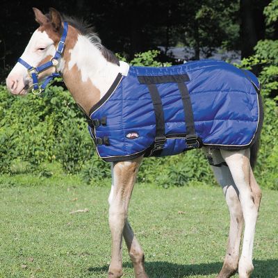 Weaver Leather Foal Blanket with Front Buckle Closure, Black