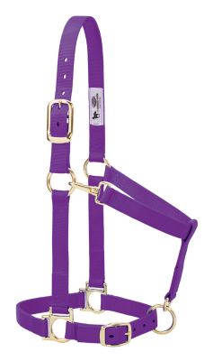 Weaver Equine Basic Halter with Adjustable Chin and Throat Snap, 1 in.