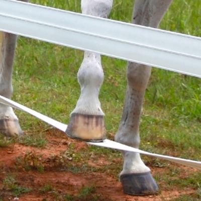 Image showing  660 ft. x 5 in. Flexible Horse Fence Rail, White