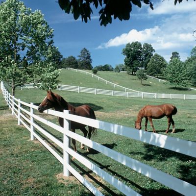 Image showing  660 ft. x 5 in. Flexible Horse Fence Rail, White