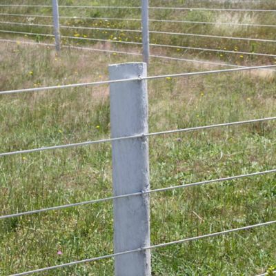 Image showing  1-3/4 in. Galvanized Barbed Staples