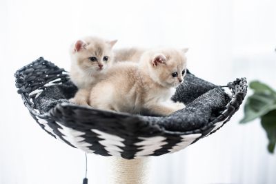 Image showing  49 in. 4-Level Ace Cat Tree