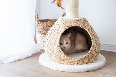 Image showing  Walk-Up Natural Rope Cat Condo, 19 in. x 19 in. x 29 in.