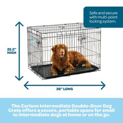 Image showing Carlson Secure 2-Door Steel Dog Crate, 36 in., Intermediate