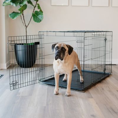 Image showing 8 th Carlson Pet Products Secure Double-Door Dog Crate, Extra-Large