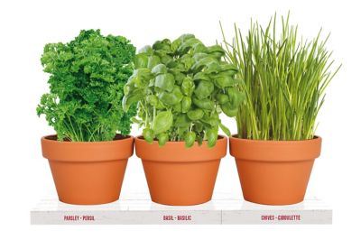 Image showing  Kitchen Herb Terra Cotta Grow Kit, 3-Pack