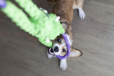 Image showing  Monkey Ropetugz Assortment