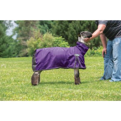 Weaver Livestock ProCool Mesh Sheep Blanket with Reflective Piping
