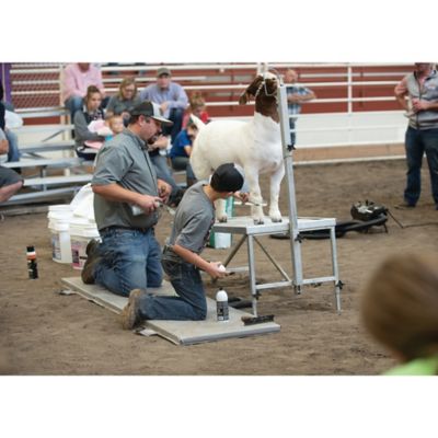 Image showing  Aluminum Livestock Trim Stand with Nose Loop Head Piece