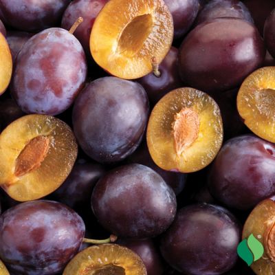 Image showing  Methley Plum Tree Plant