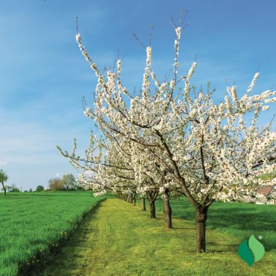 Image showing  Methley Plum Tree Plant