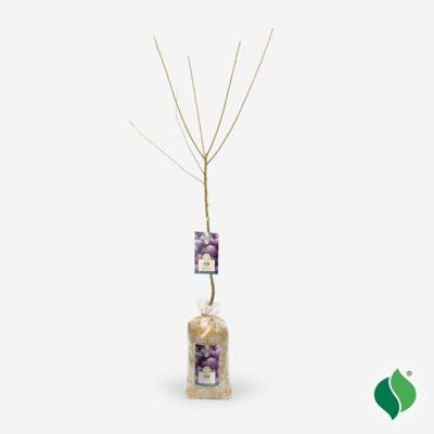 Image showing  Methley Plum Tree Plant